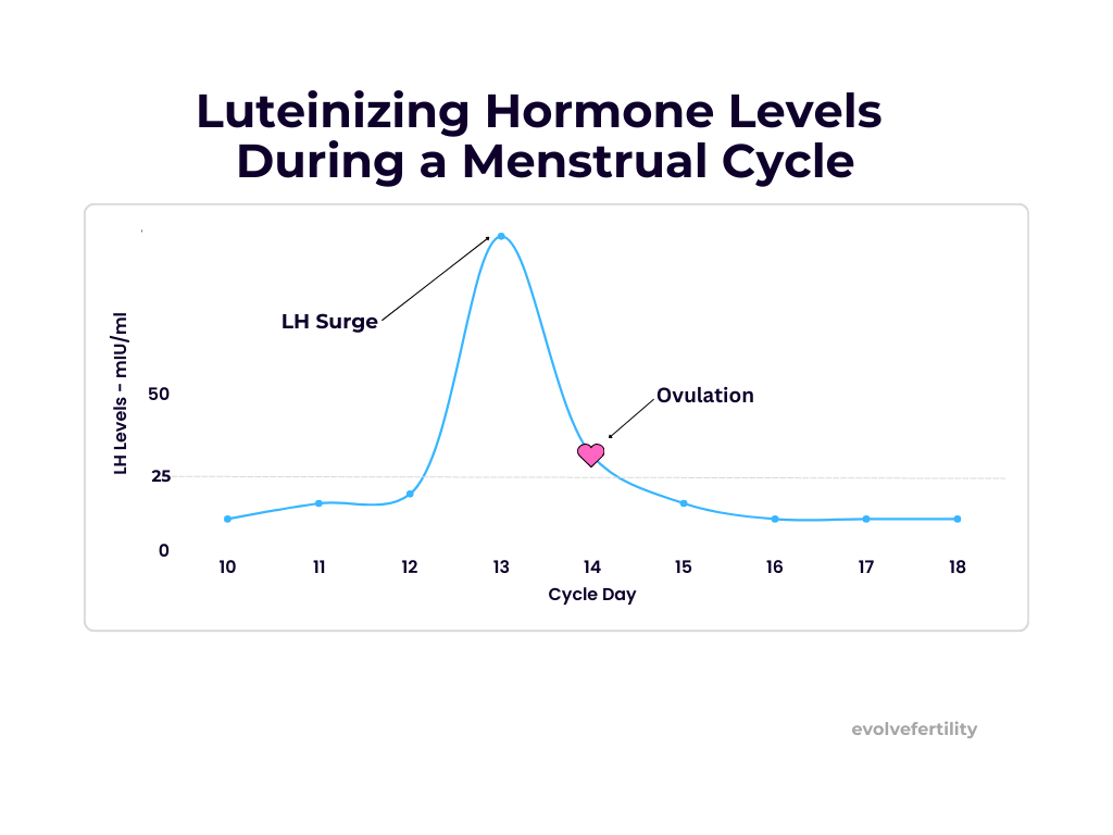 Ovulation Test Strips - Image 4